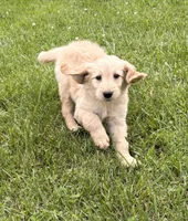 Dani, a male Goldendoodle for sale in Imlay City, MI – 3 of 5