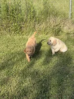 Marc, a male Goldendoodle for sale in Imlay City, MI – 2 of 2