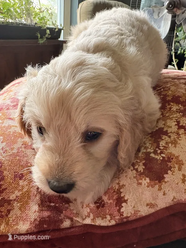 Petunia – Goldendoodle, Golden Retriever puppy for sale in Imlay City, MI