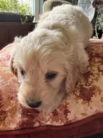 MeMe, a female Goldendoodle for sale in Imlay City, MI – 2 of 2