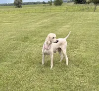 Dani, a male Goldendoodle for sale in Imlay City, MI – 2 of 5