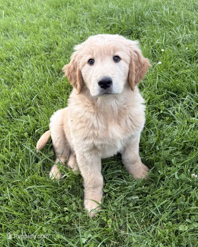 Bongo – Golden Retriever puppy for sale in Imlay City, MI