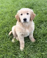 Bongo, a male Golden Retriever for sale in Imlay City, MI – 1 of 4