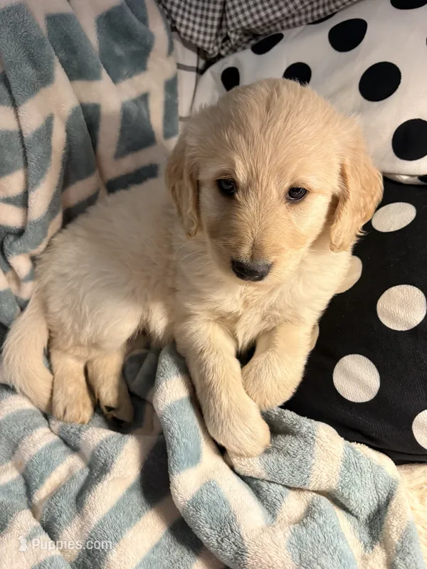 Charlie  – Goldendoodle, Golden Retriever puppy for sale in Imlay City, MI