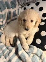 Charlie , a male Goldendoodle and Golden Retriever for sale in Imlay City, MI – 2 of 2