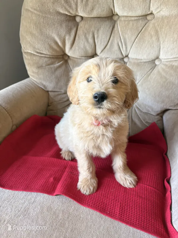Rosie – Goldendoodle, Golden Retriever puppy for sale in Imlay City, MI