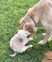 Lady, a female Goldendoodle and Golden Retriever for sale in Imlay City, MI – 4 of 6