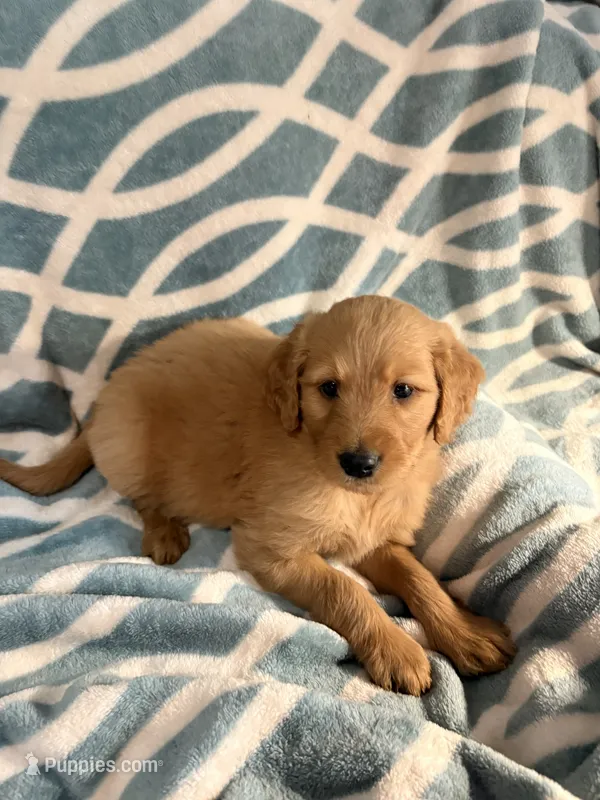 Marc  – Goldendoodle, Golden Retriever puppy for sale in Imlay City, MI