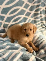 Marc , a male Goldendoodle and Golden Retriever for sale in Imlay City, MI – 1 of 2