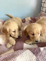 Lady , a female Goldendoodle and Golden Retriever for sale in Imlay City, MI – 2 of 2