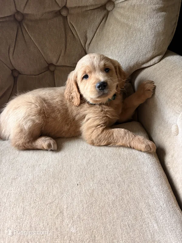 Mr Green , a male Goldendoodle for sale in Imlay City, MI – 1 of 3