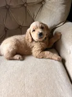 Mr Green , a male Goldendoodle for sale in Imlay City, MI – 1 of 3