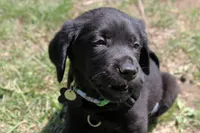 Ace, a male Labrador Retriever for sale in Wabash, IN – Photo 2 of 2