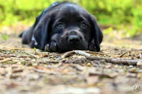 Ace, a male Labrador Retriever for sale in Wabash, IN – Photo 1 of 2