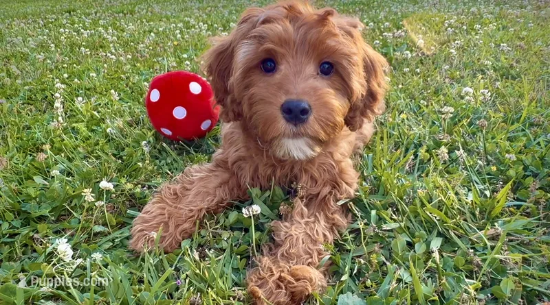 Sprout – Cavapoo puppy for sale in Knoxville, TN