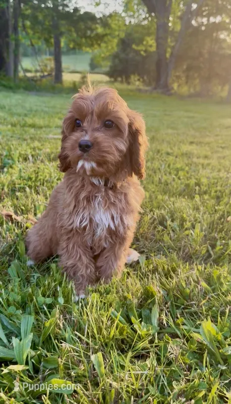 Buttercup – Cavapoo puppy for sale in Knoxville, TN