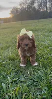 Buttercup, a female Cavapoo for sale in Knoxville, TN – Photo 3 of 3