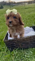 Buttercup, a female Cavapoo for sale in Knoxville, TN – Photo 2 of 3