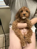 Sprout, a male Cavapoo for sale in Knoxville, TN – Photo 4 of 4