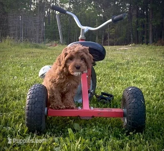 Sprout – Cavapoo puppy for sale in Knoxville, TN