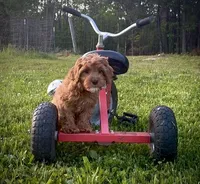Sprout, a male Cavapoo for sale in Knoxville, TN – Photo 1 of 4