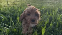 Sprout, a male Cavapoo for sale in Knoxville, TN – Photo 3 of 4