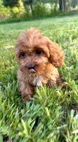 Rosie, a female Cavapoo for sale in Knoxville, TN – Photo 2 of 3