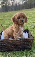 Rosie, a female Cavapoo for sale in Knoxville, TN – Photo 3 of 3