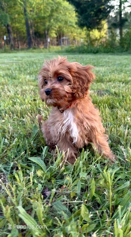 Rosie – Cavapoo puppy for sale in Knoxville, TN