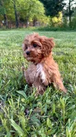 Rosie, a female Cavapoo for sale in Knoxville, TN – Photo 1 of 3