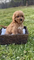 Daisy, a female Cavapoo for sale in Knoxville, TN – Photo 3 of 3