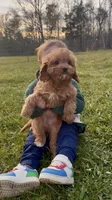 Daisy, a female Cavapoo for sale in Knoxville, TN – Photo 2 of 3