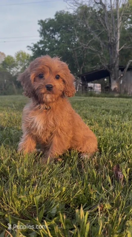 Daisy – Cavapoo puppy for sale in Knoxville, TN