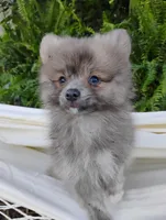 Cosmo, a male Pomeranian for sale in Springfield, MO – 7 of 7