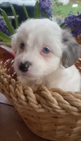 Aries, a male Toy Australian Shepherd and Miniature Aussiedoodle for sale in Springfield, MO – Photo 5 of 10