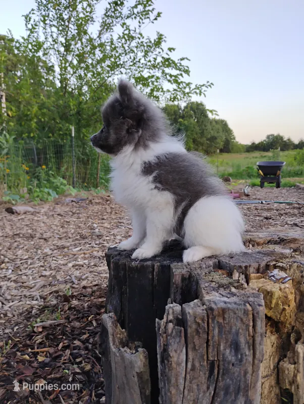 Rosa – Pomeranian puppy for sale in Springfield, MO