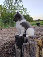 Rosa, a female Pomeranian for sale in Springfield, MO – 1 of 6