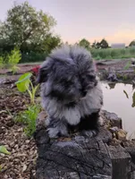 Mimsy, a male Pomapoo and Pomeranian for sale in Springfield, MO – 7 of 8