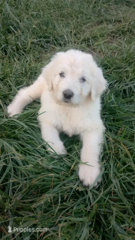 Rosella, a female Great Pyrenees and Pyredoodle for sale in Springfield, MO – Photo 1 of 2
