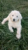 Rosella, a female Great Pyrenees and Pyredoodle for sale in Springfield, MO – Photo 1 of 2