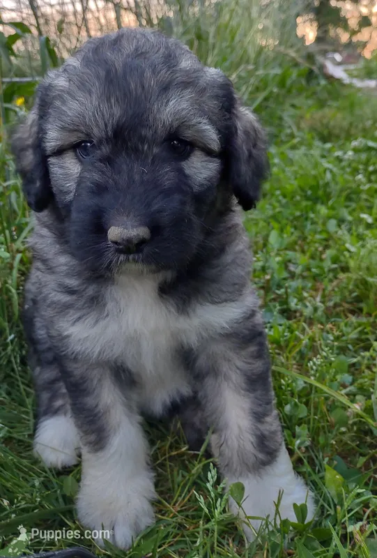 Mia, a female Poodle - Standard  and Pyredoodle for sale in Springfield, MO – Photo 1 of 3
