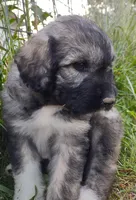 Mia, a female Poodle - Standard  and Pyredoodle for sale in Springfield, MO – Photo 3 of 3