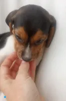 Zaid, a male Beagle for sale in Springfield, MO – Photo 3 of 5