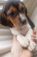 Zaid, a male Beagle for sale in Springfield, MO – Photo 4 of 5