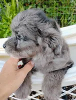 Huckleberry, a male Miniature Aussiedoodle for sale in Springfield, MO – 5 of 8
