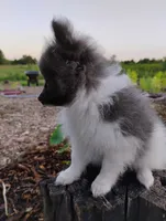 Rosa, a female Pomeranian for sale in Springfield, MO – 4 of 6