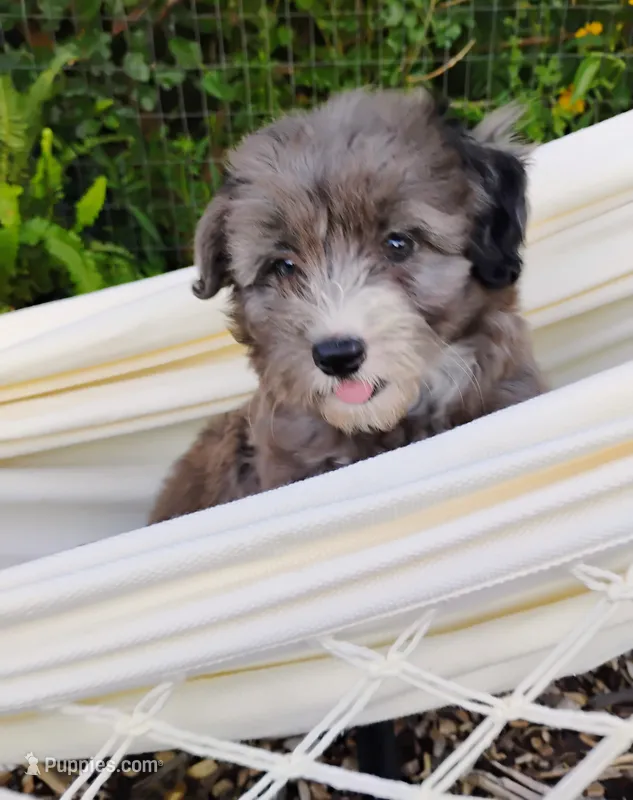 Poppy – Miniature Aussiedoodle puppy for sale in Springfield, MO