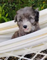 Poppy, a female Miniature Aussiedoodle for sale in Springfield, MO – 1 of 8