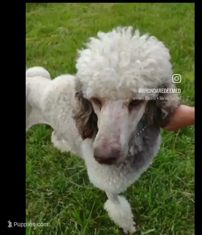 River Ray – Poodle - Standard  puppy for sale in Springfield, MO