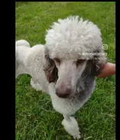 River Ray, a male Poodle - Standard  for sale in Springfield, MO – 1 of 4